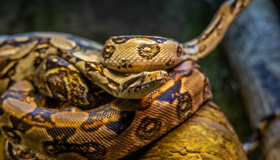 Seeing a Snake in a Dream (2) Seeing a Snake in a Dream