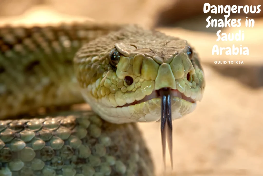 Dangerous Snakes in Saudi Arabia