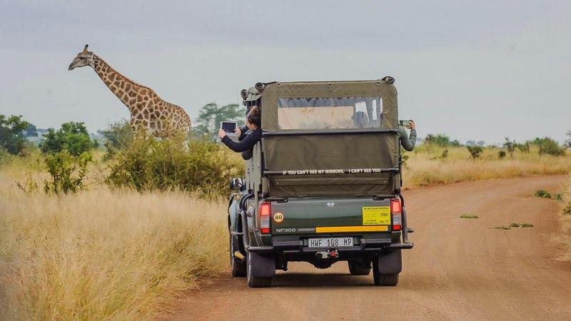 Safari experience by vehicle