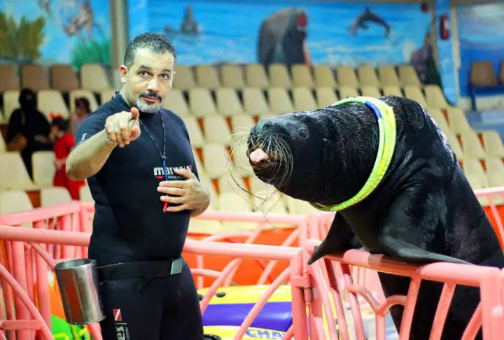  Dolphin Village Dammam