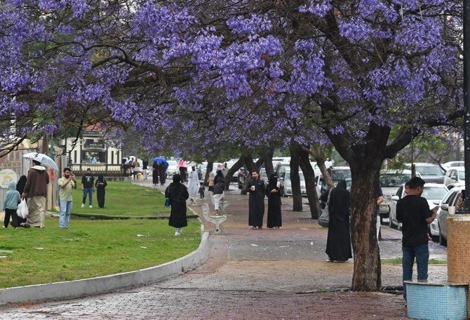 Jacaranda Trees at Abu Kheyal Park