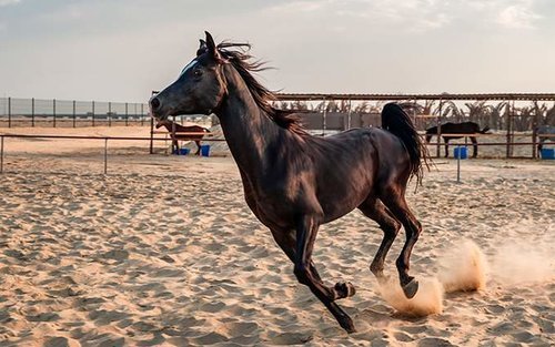 Sports & Outdoor Gear