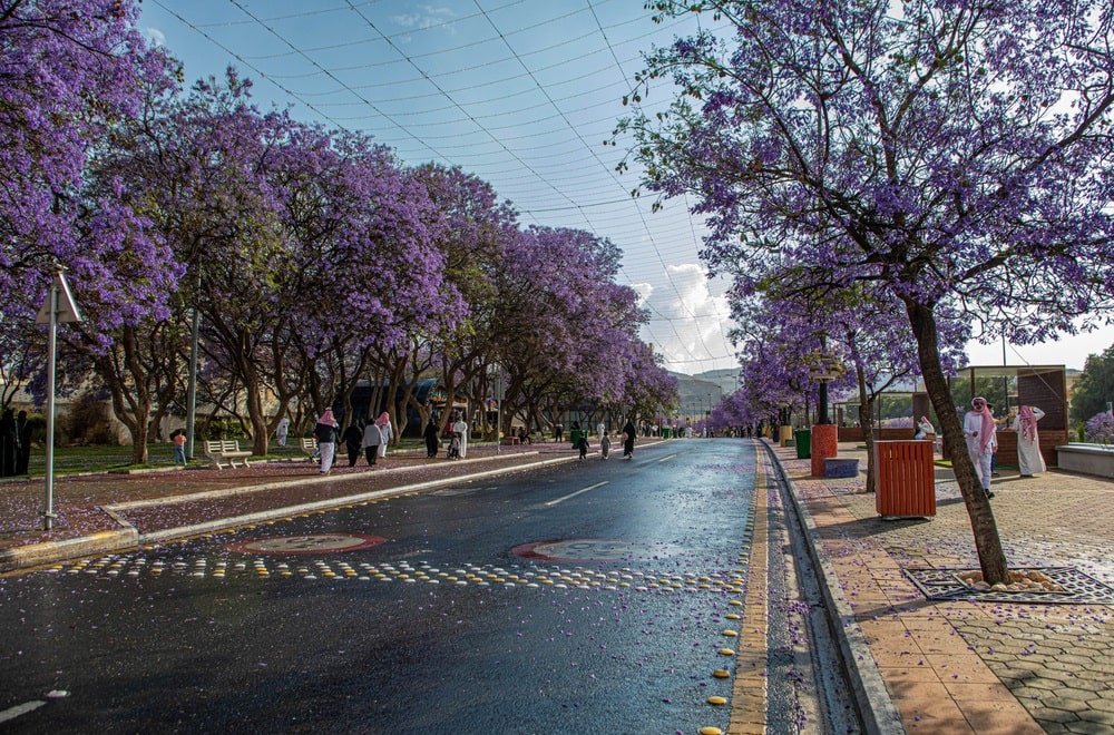 Spring in Abha